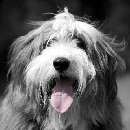 click here to look at Brian's portrait photographs (opens in a new window)